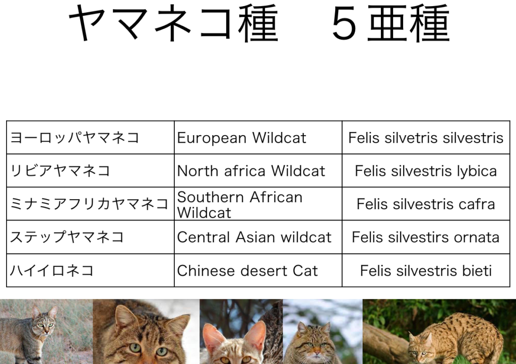 %e3%82%b9%e3%82%af%e3%83%aa%e3%83%bc%e3%83%b3%e3%82%b7%e3%83%a7%e3%83%83%e3%83%88-2016-10-08-12-42-12