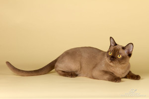 800px-BurMau_Vega_Star,_champagne_burmese_kitten