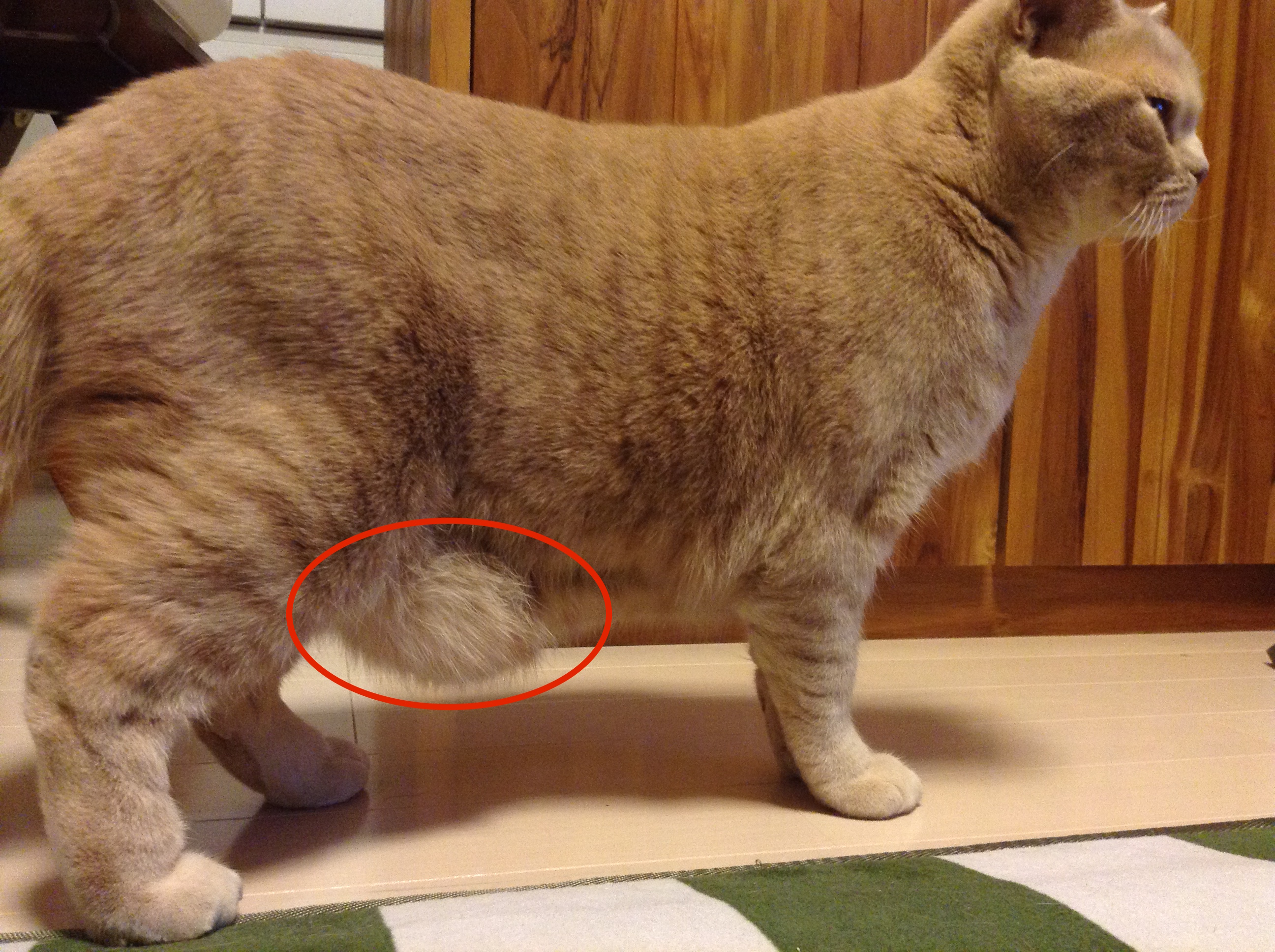 猫咪肚子下垂是正常的吗？ - 知乎
