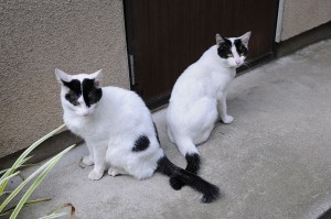800px-White_and_black_cat_pair-Hisashi-01