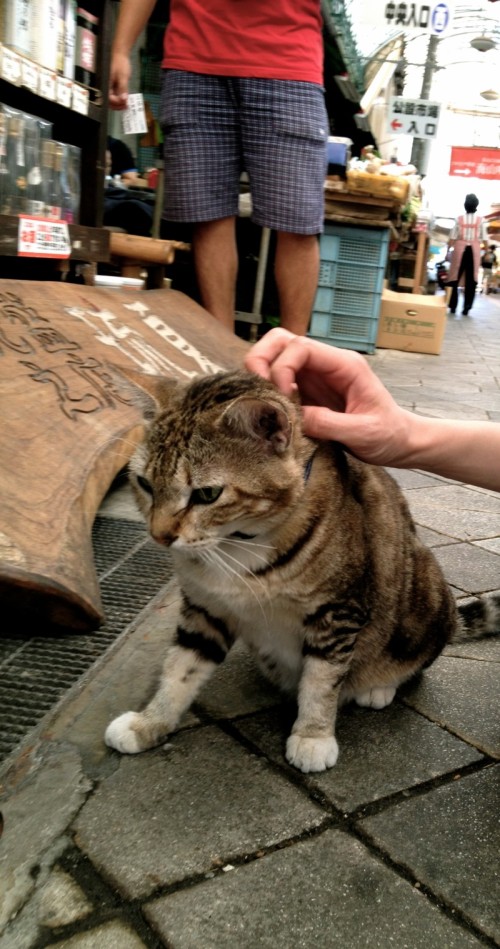 お土産屋の看板猫 沖縄