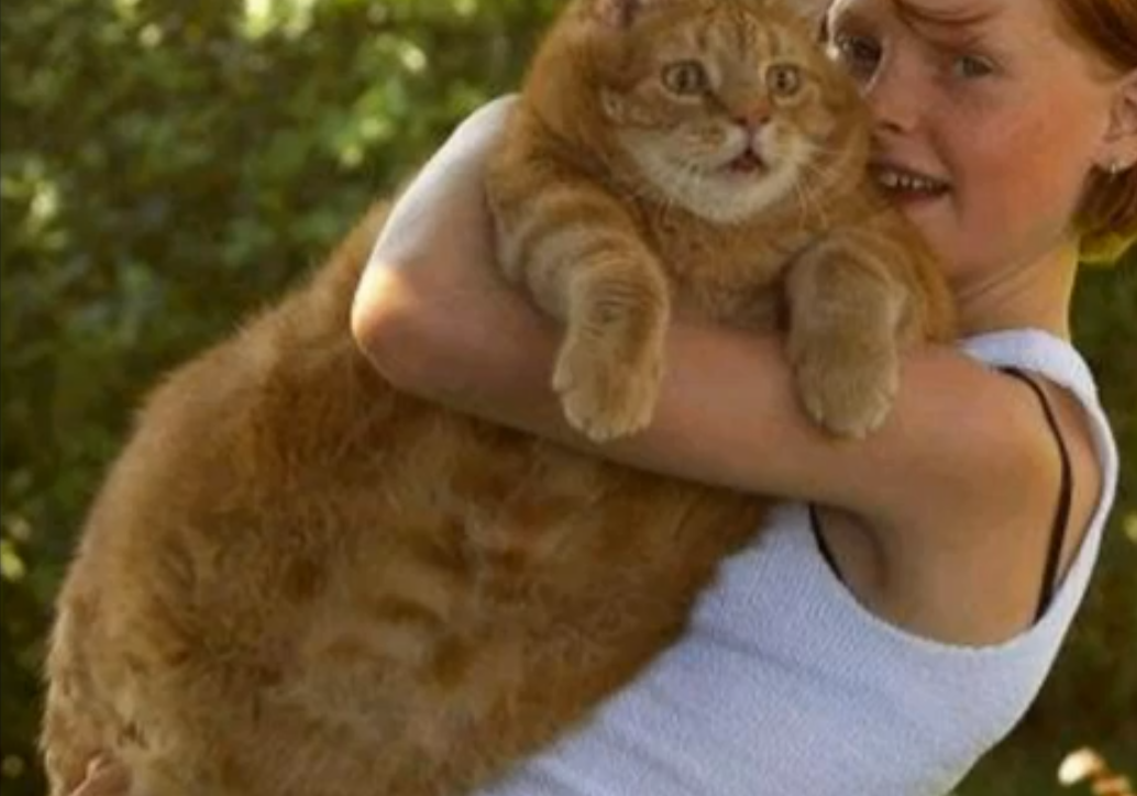 猫と肥満 何キロからデブ猫 猫専門病院の猫ブログ Nekopedia ネコペディア