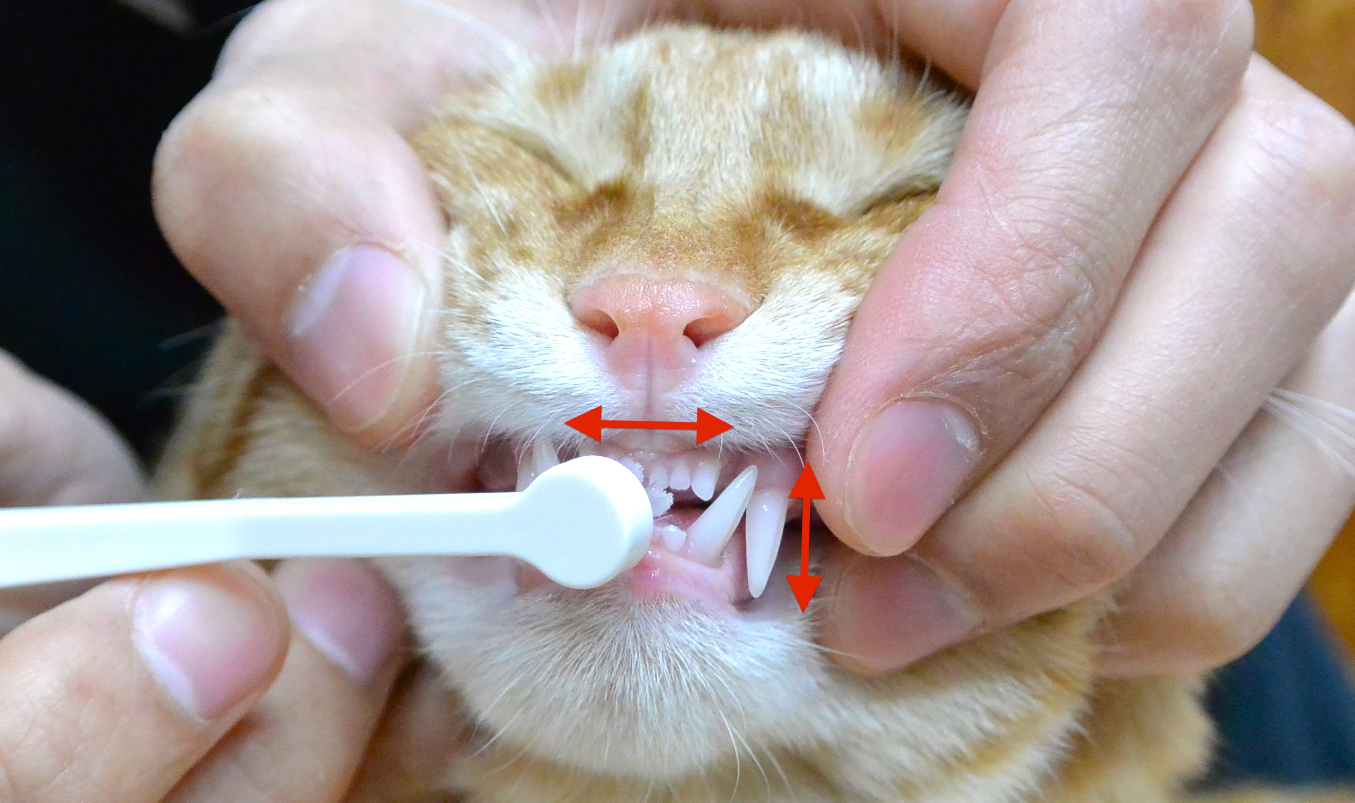 猫の歯磨き 歯ブラシのやり方と代替法 猫専門病院の猫ブログ Nekopedia ネコペディア