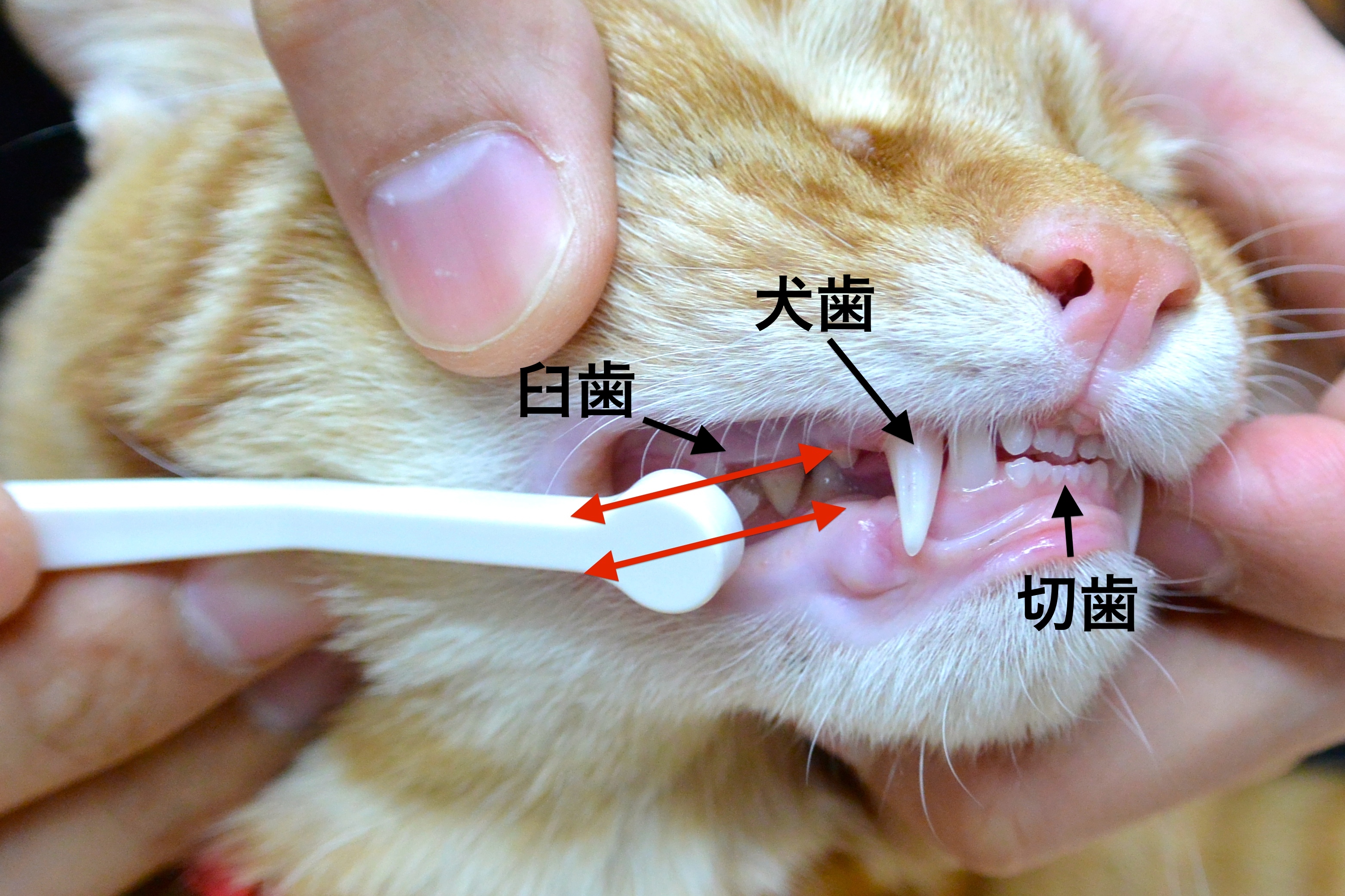 猫の歯磨き 〜歯ブラシのやり方と代替法〜  猫専門病院の猫ブログ 