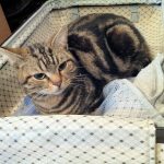 猫と犬の性格 〜人間に対する考え方の違い〜