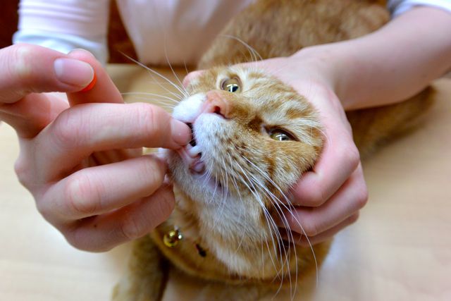 猫の薬の飲ませ方 投薬のコツ 猫専門病院の猫ブログ Nekopedia ネコペディア