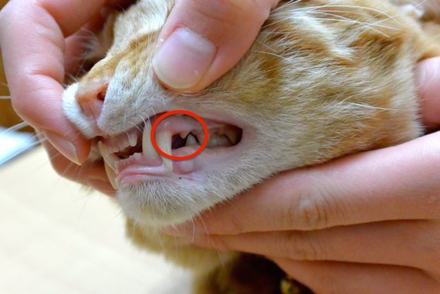 猫の薬の飲ませ方 投薬のコツ 猫専門病院の猫ブログ Nekopedia ネコペディア
