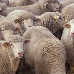 布を食べる猫 〜ウールサッキング〜