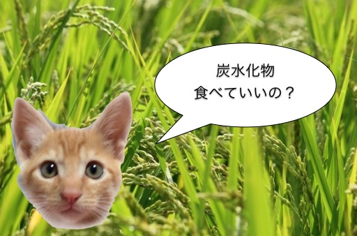 猫と炭水化物 グレインフリーフードとは何か 猫専門病院の猫ブログ Nekopedia ネコペディア