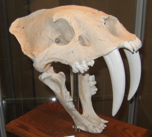 800px-Smilodon01