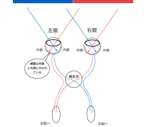 寄り目の猫 シャムとダイリュート 猫専門病院の猫ブログ Nekopedia ネコペディア