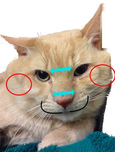 猫のオスとメスの見分けるコツ 成猫編 猫専門病院の猫ブログ Nekopedia ネコペディア