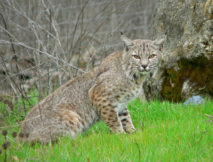 1024px-Bobcat2