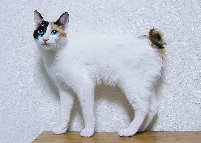 猫のしっぽについてイロイロ 猫専門病院の猫ブログ Nekopedia ネコペディア