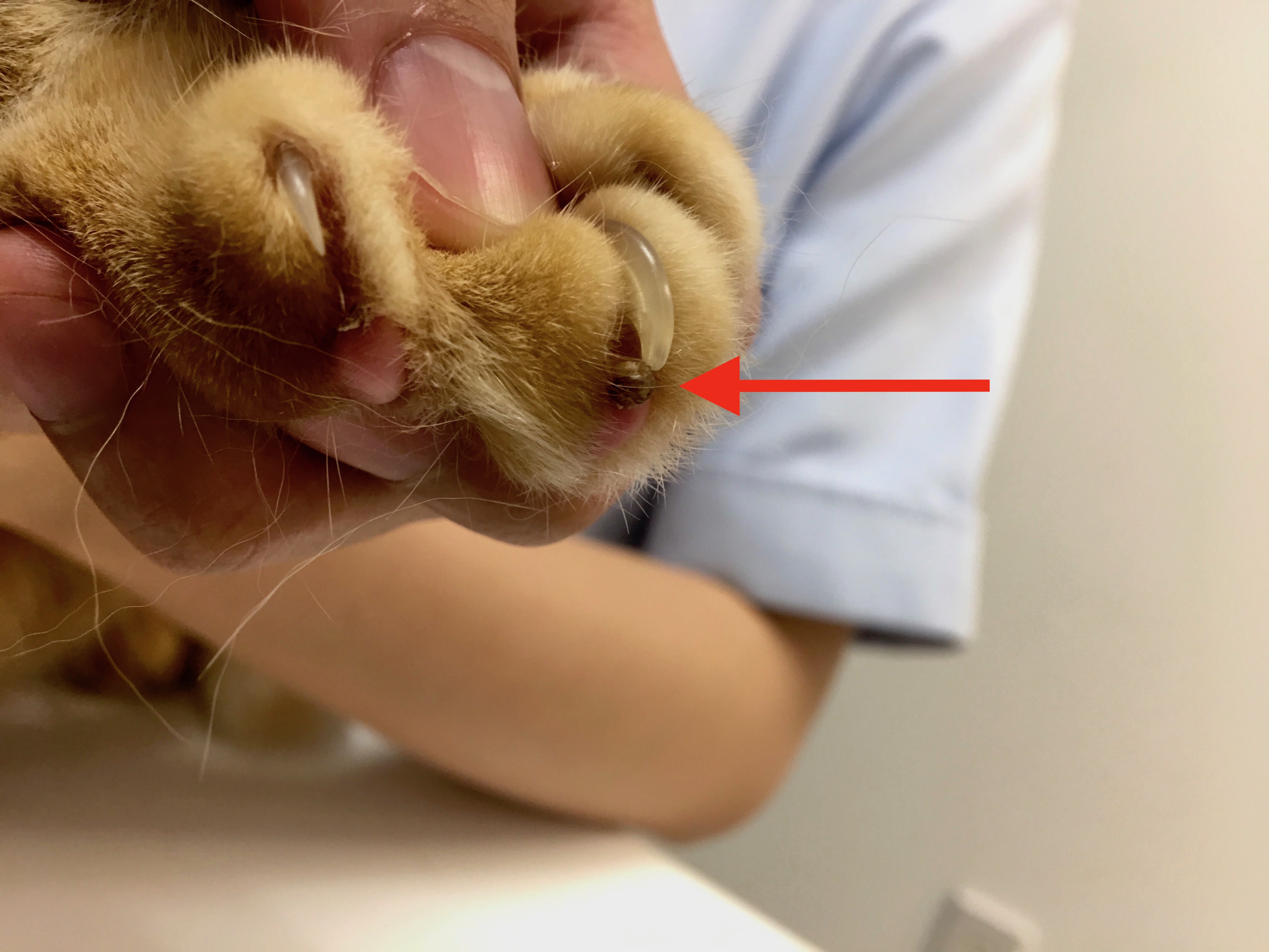 猫の肉球にできるツノ 皮角 猫専門病院の猫ブログ Nekopedia ネコ