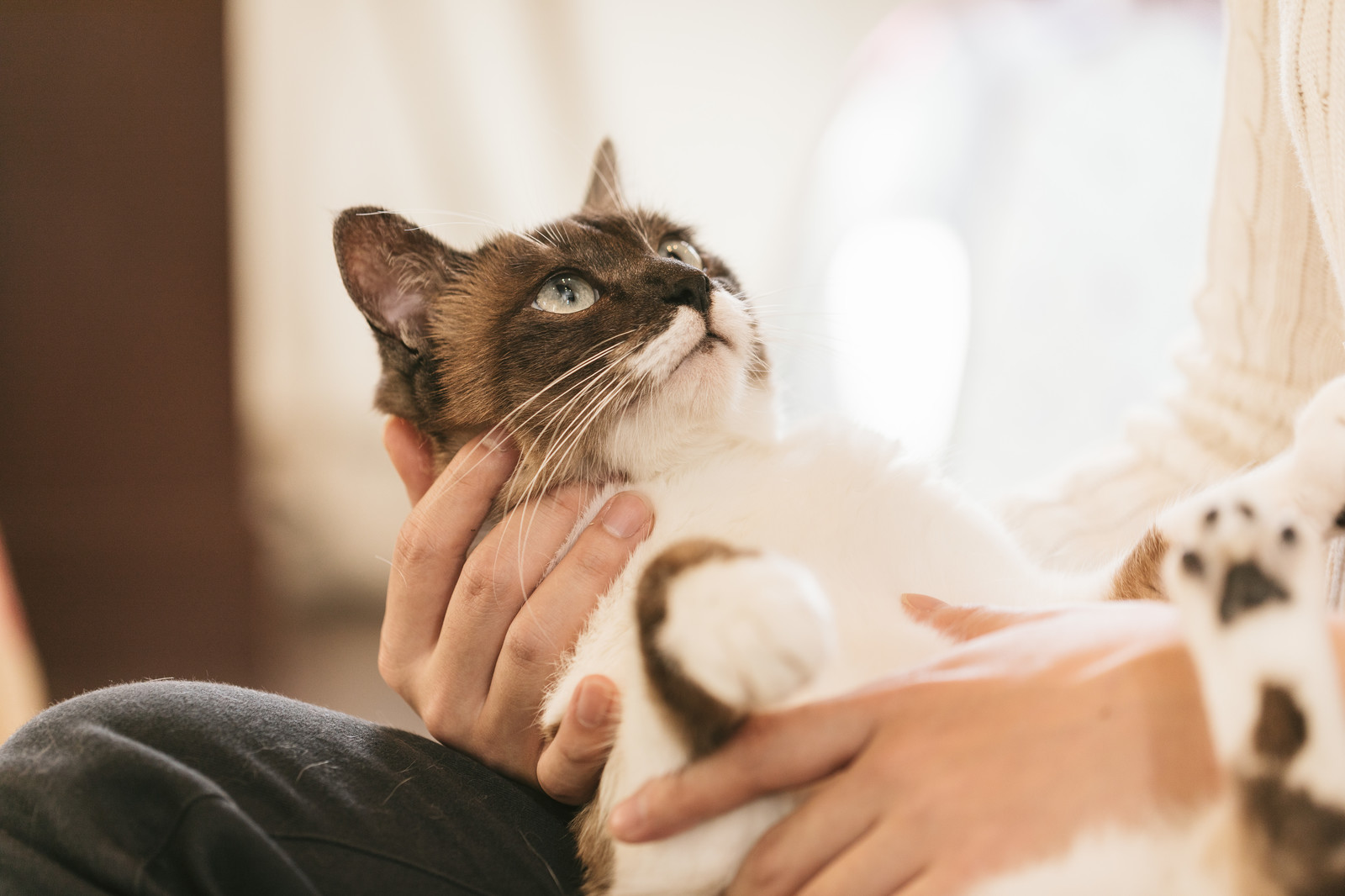 猫が痩せた時に考えること 体重減少 猫専門病院の猫ブログ Nekopedia ネコペディア