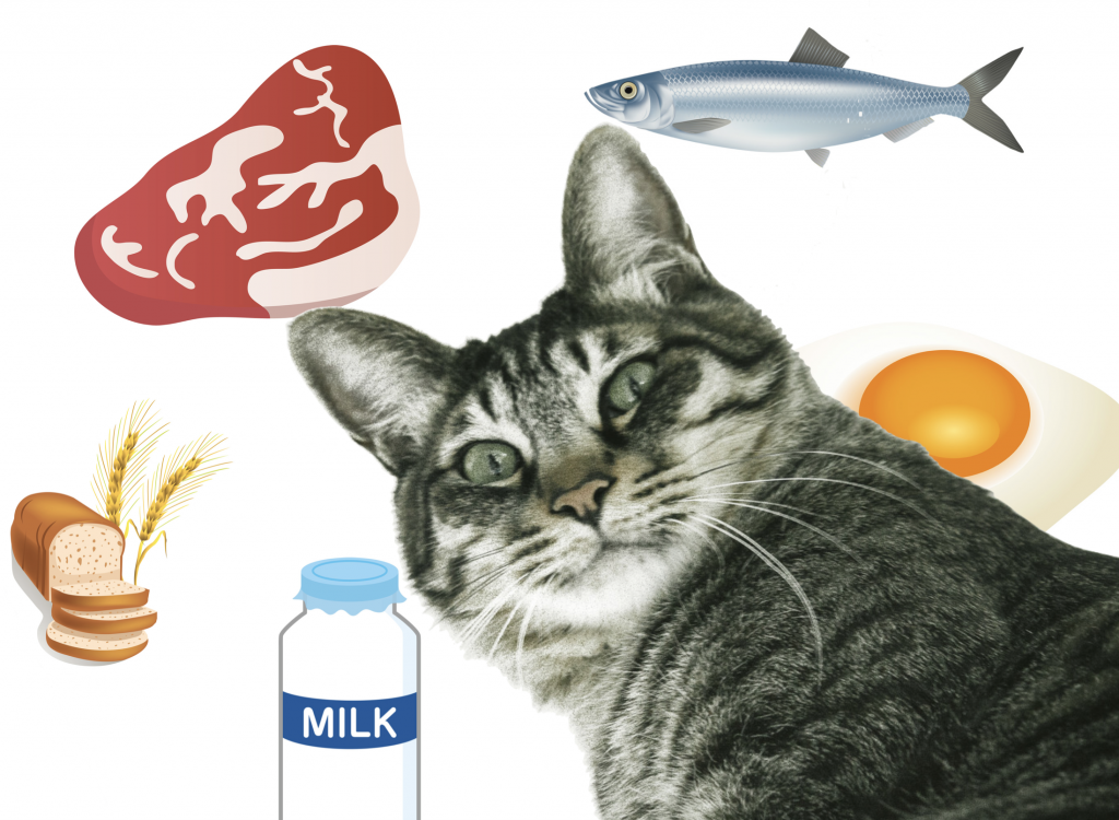 猫の食物アレルギーのアウトライン 猫専門病院の猫ブログ Nekopedia ネコペディア