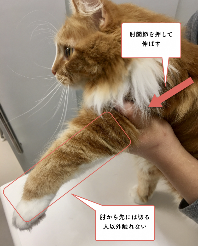 獣医師が教える猫の爪切り必勝法 猫専門病院の猫ブログ Nekopedia ネコペディア