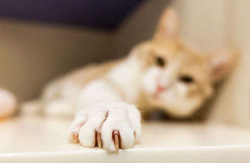 獣医師が教える猫の爪切り必勝法 猫専門病院の猫ブログ Nekopedia ネコペディア