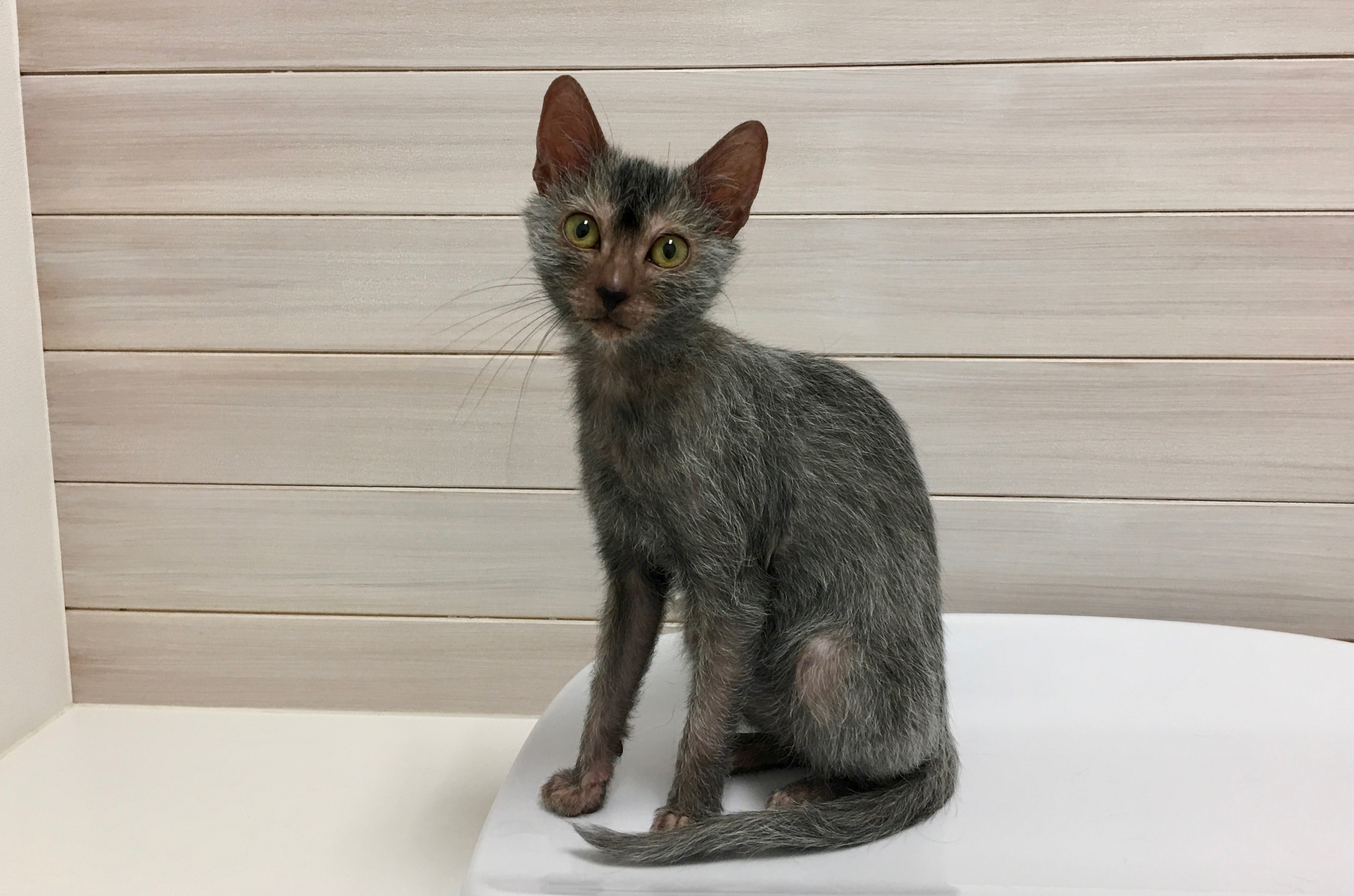 ウルフキャットと呼ばれる猫 ライコイ Lykoi | 猫専門病院の猫ブログ