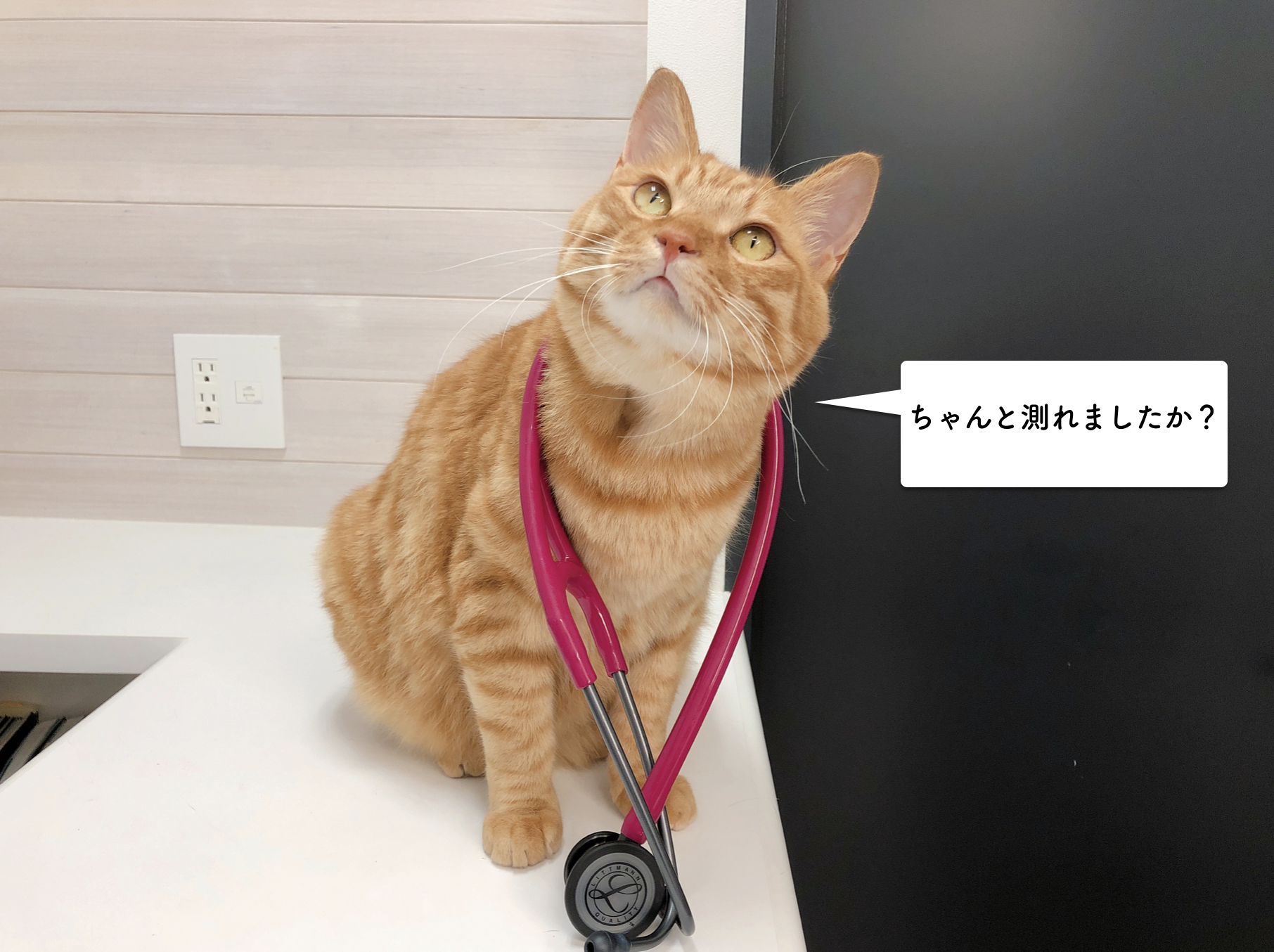 猫の心拍数の測り方 猫専門病院の猫ブログ Nekopedia ネコペディア