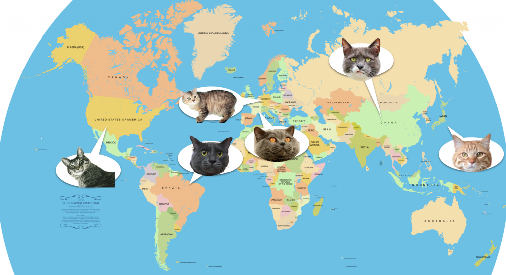 猫の名前ランキング 世界編 猫専門病院の猫ブログ Nekopedia ネコペディア