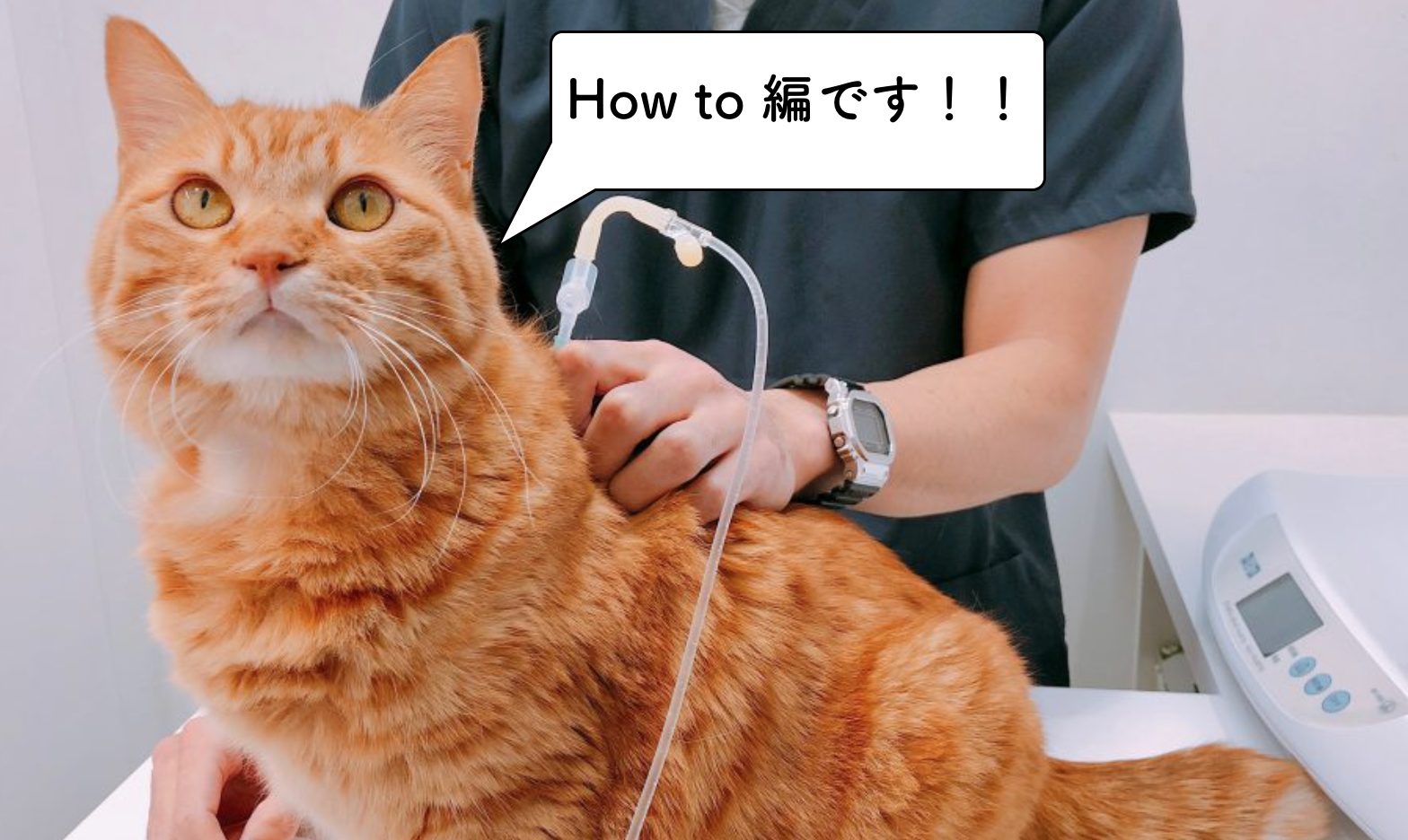 獣医師が教える猫の皮下点滴の必勝法 猫専門病院の猫ブログ Nekopedia ネコペディア