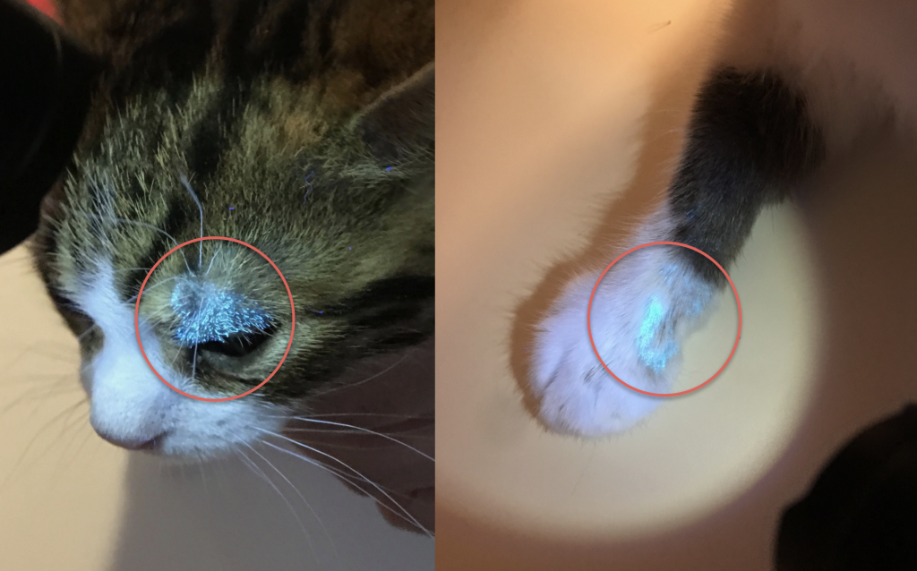 猫の皮膚糸状菌症 カビ 猫専門病院の猫ブログ Nekopedia ネコペディア