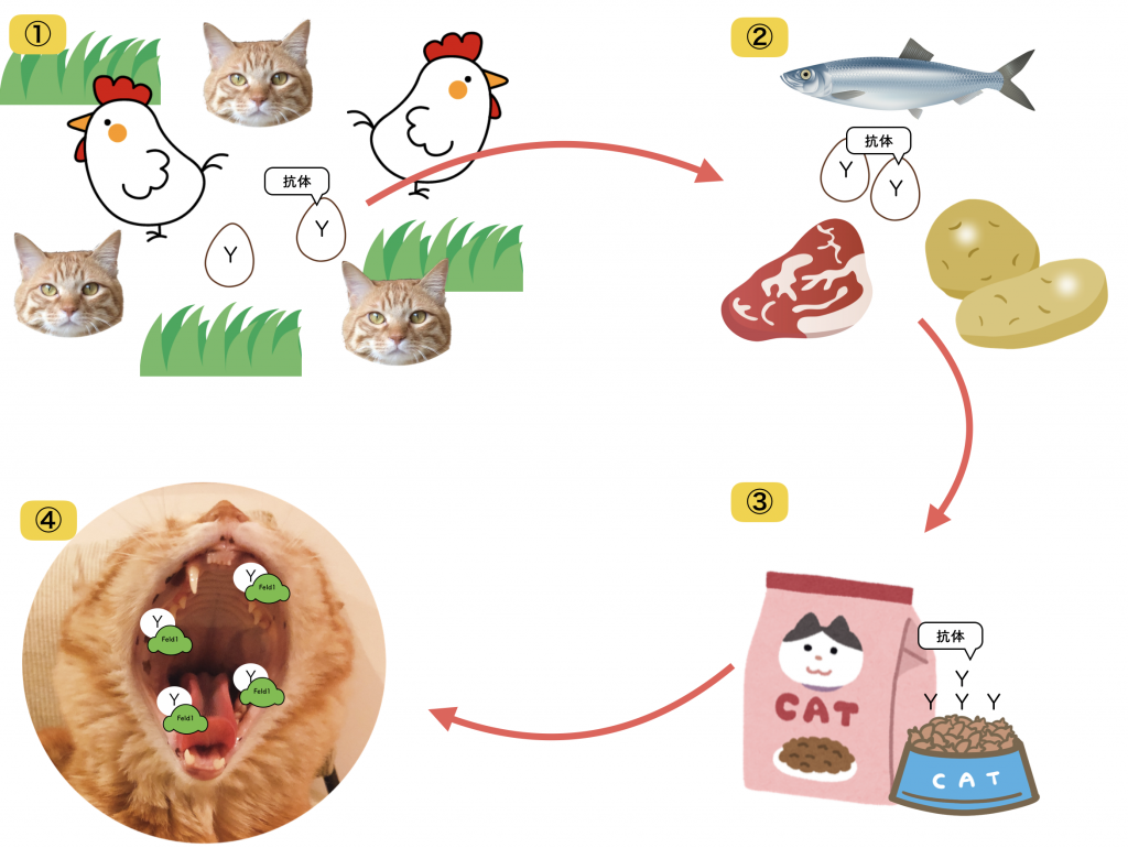 猫アレルギーを解決しうる２つの可能性 猫専門病院の猫ブログ Nekopedia ネコペディア