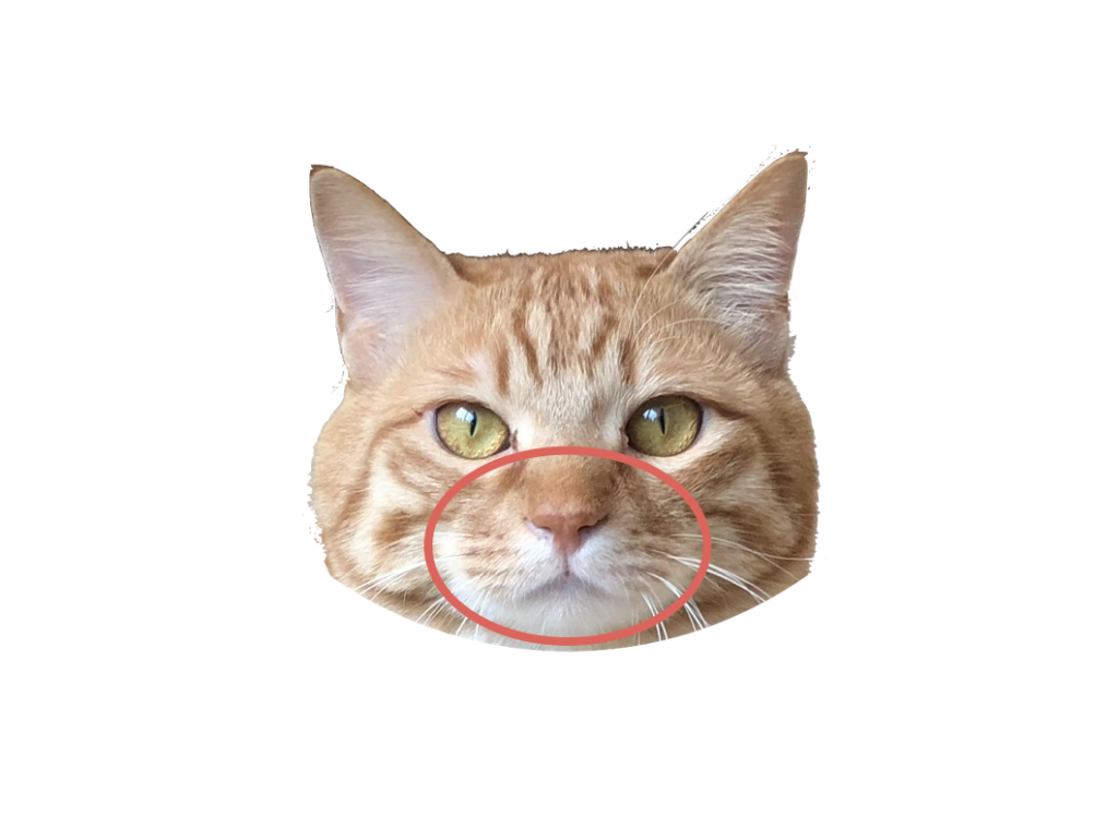 赤丸:マズル Muzzle