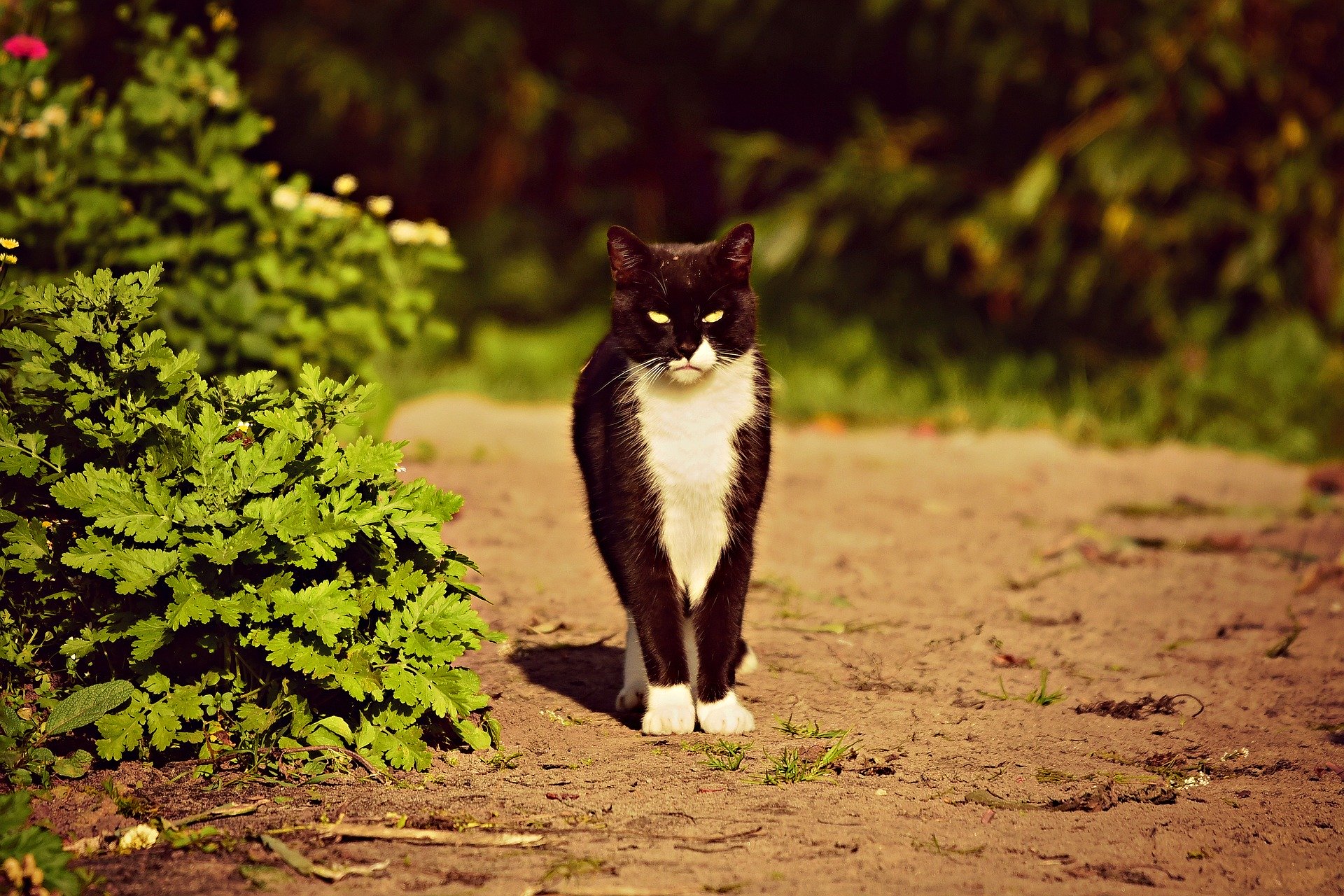 猫は音楽を聴くとストレスが減るのか についての研究 猫専門病院の猫ブログ Nekopedia ネコペディア