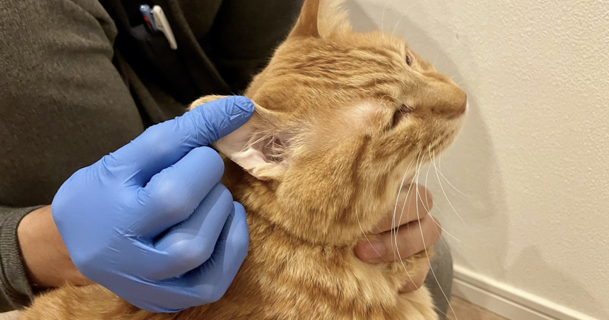 薬が飲めない猫に朗報！耳に塗る食欲増進剤 | 猫専門病院の猫ブログ 