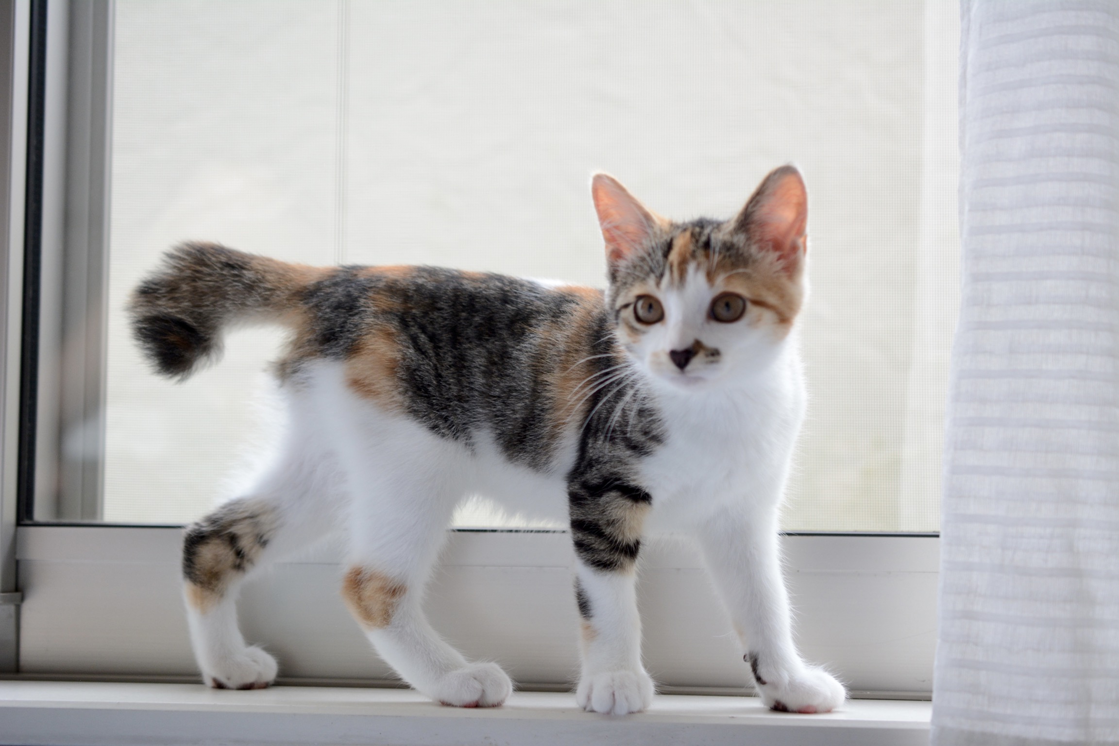 Fip 猫伝染性腹膜炎 の治療薬についてわかってきたこと 猫専門病院の猫ブログ Nekopedia ネコペディア