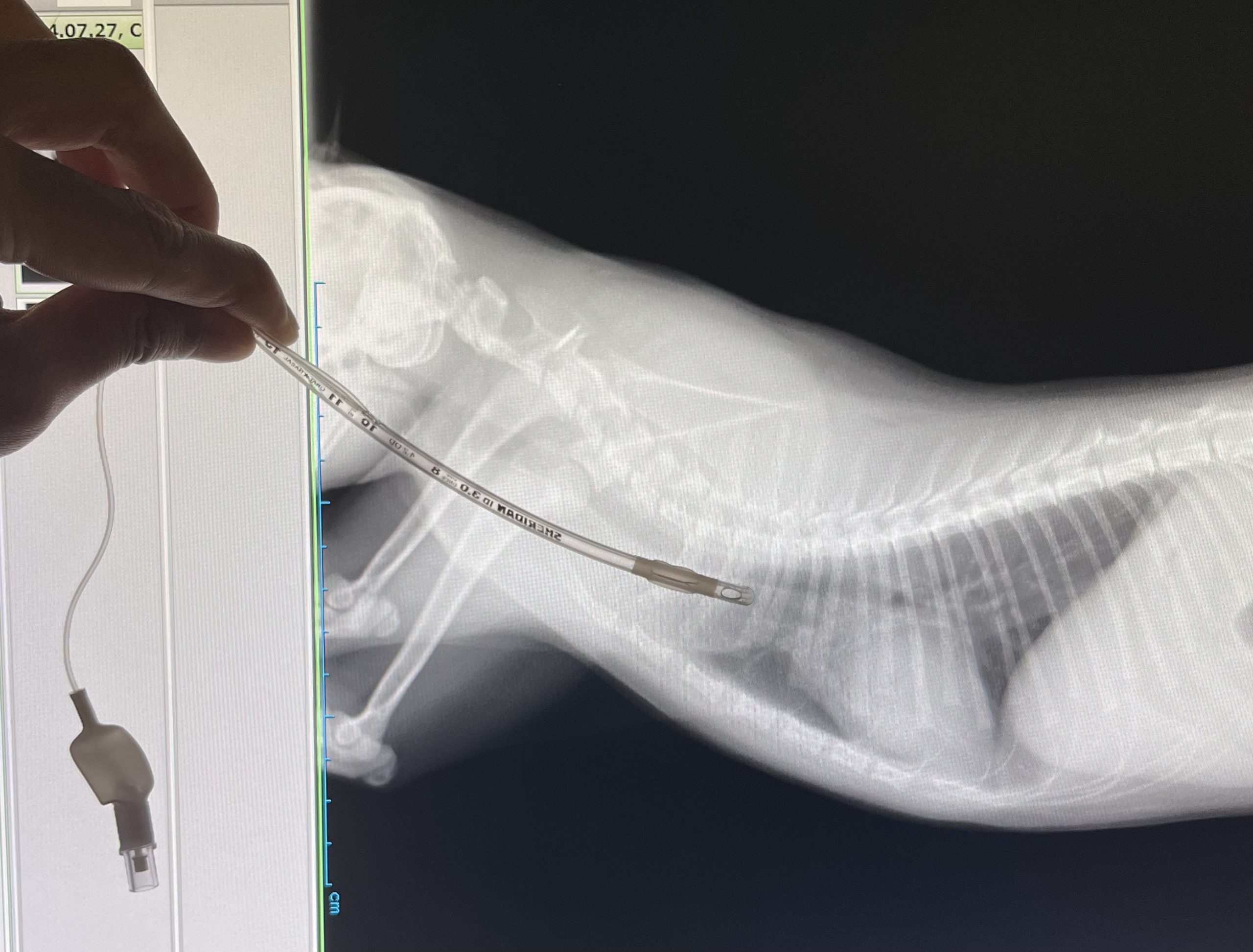 ISVPS GPCert Feline Practice モジュール④ 猫の手術と麻酔：リスクと