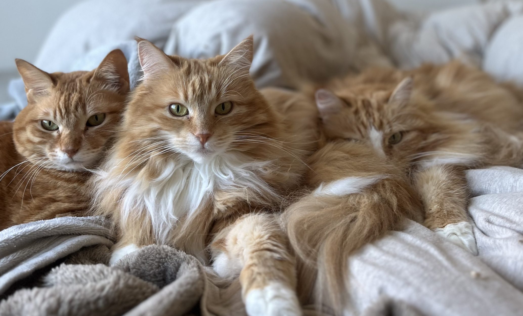 【極美品】猫の行動学 行動特性と問題行動 Amazon.co.jp: 猫の行動学: 行動特性と問題行動 : ボニ- V.ビ-バ