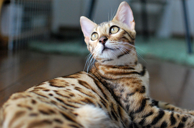 ヒョウ柄の猫 ベンガル bengal | 猫専門病院の猫ブログ nekopedia ネコ 