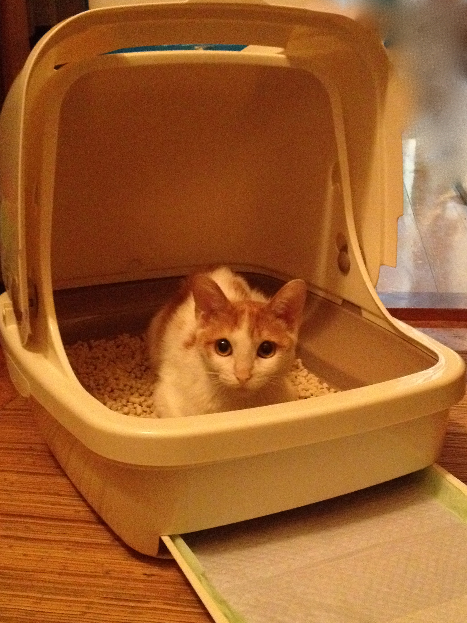 猫とトイレ〜猫のこだわり〜 猫専門病院の猫ブログ nekopedia ネコペディア