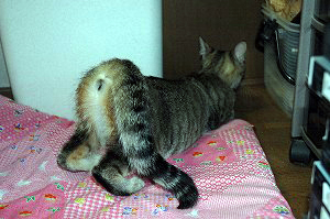 雌猫の発情サイン 猫専門病院の猫ブログ Nekopedia ネコペディア